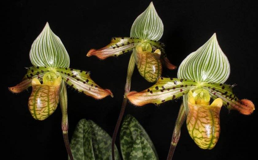 Орхидея пафиопедилум или венерин башмачок уход в домашних условиях как пересадить фото видов