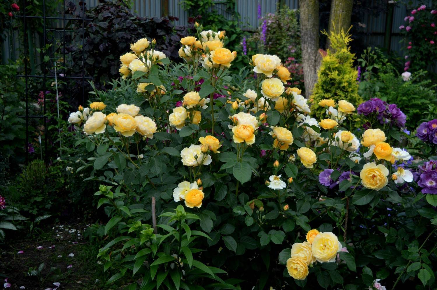 Грэхам томас роза - описание сорта, плюсы и минусы, отзывы и советы по выращиванию