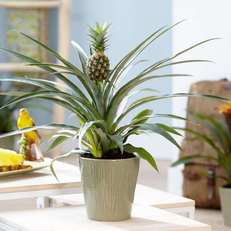 Комнатный ананас: фото растения, выращивание и уход в домашних условиях, окраска цветков и плодов культуры