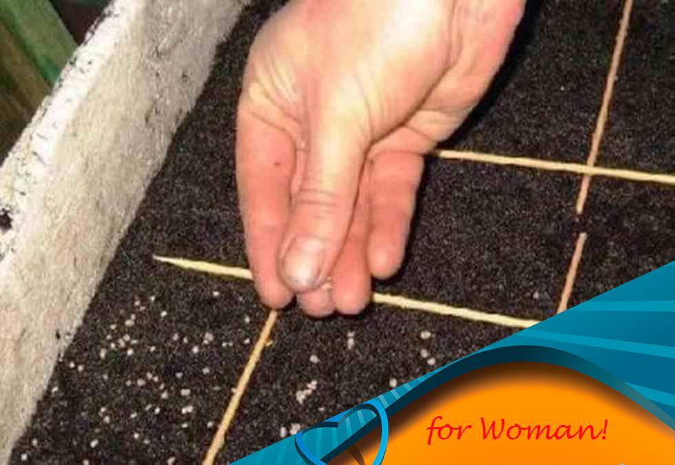 Размножение азалии черенками в домашних условиях: как правильно посадить комнатный рододендрон, укоренить в воде и почве и вырастить вечнозеленые и листопадные видыдача эксперт