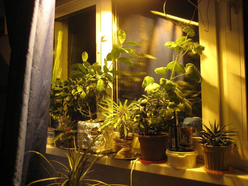 Растения для темных комнат: фото с названиями