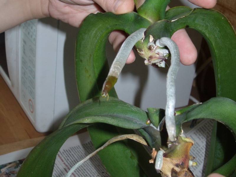 6 способов размножить орхидеи в домашних условиях
