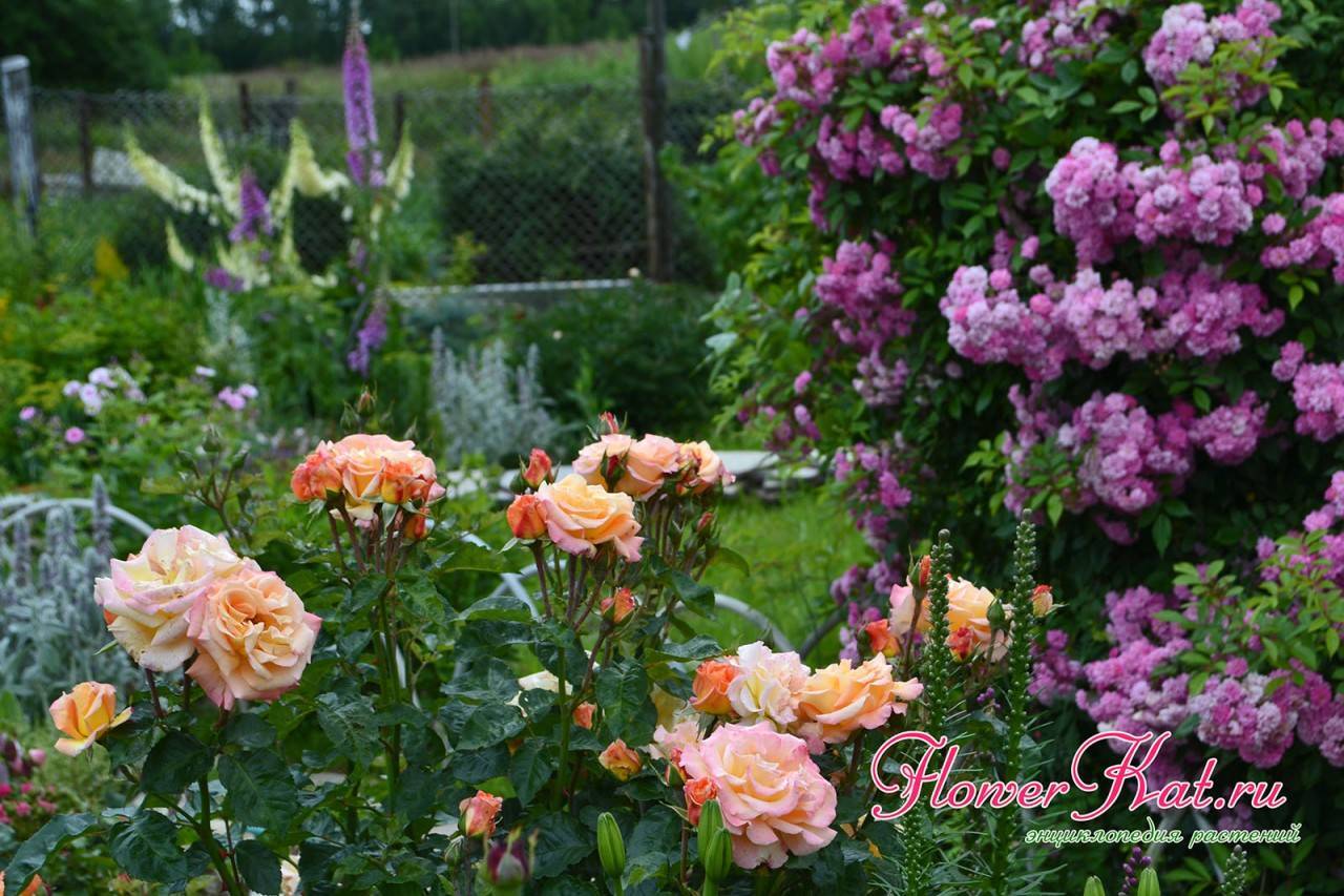 Плетистая роза: сорта, названия, описание с фото, размножение, пересадка, особенности ухода, использование и советы специалистов
