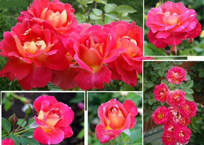 Достоинства сорта роз декор арлекин — посадка растения