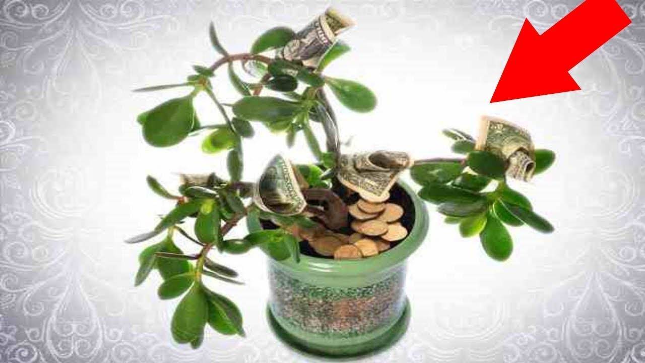 Денежное дерево для привлечения денег - приметы и суеверия