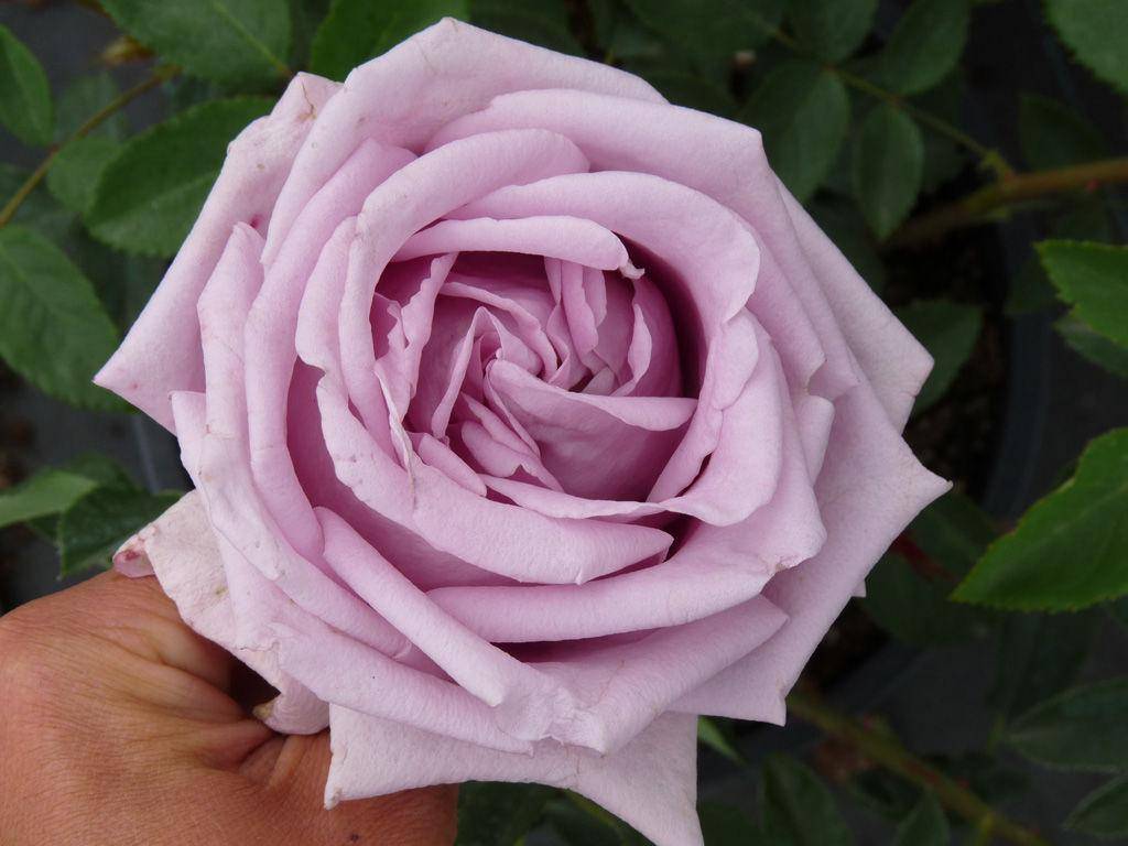 Роза глория дей клайминг: описание сорта, посадка и уход, отзывы цветоводов