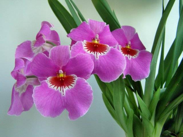 Орхидея мильтония - 125 фото цветка, уход и выращивание в домашних условиях