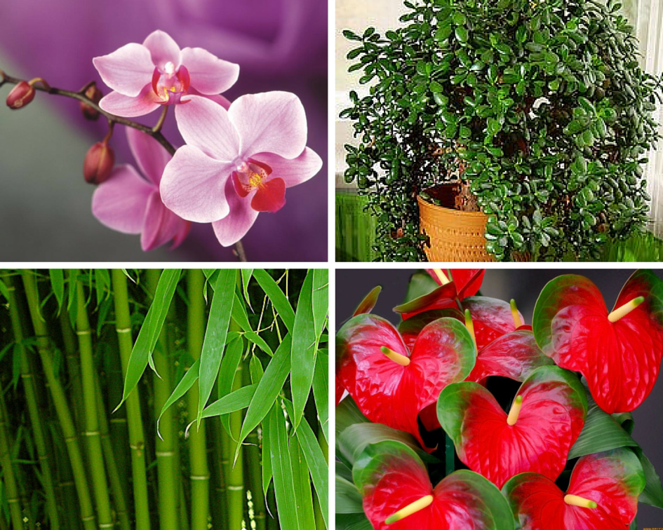 Примеры пользы и вреда орхидеи в доме, варианты в спальне и квартире