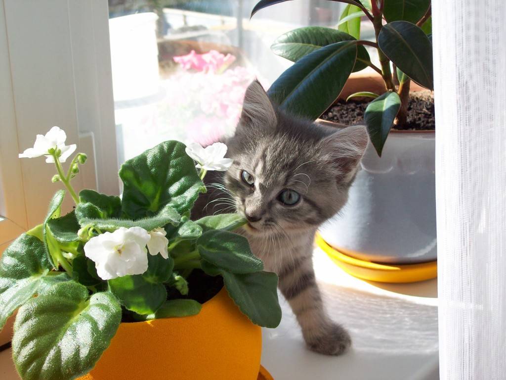 Как защитить цветы от кошки, если она ест растения и гадит в цветочный горшок