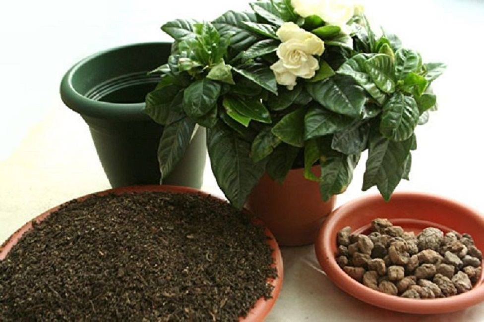 Гардения- уход и выращивание жасминовидной гардении в домашних условиях