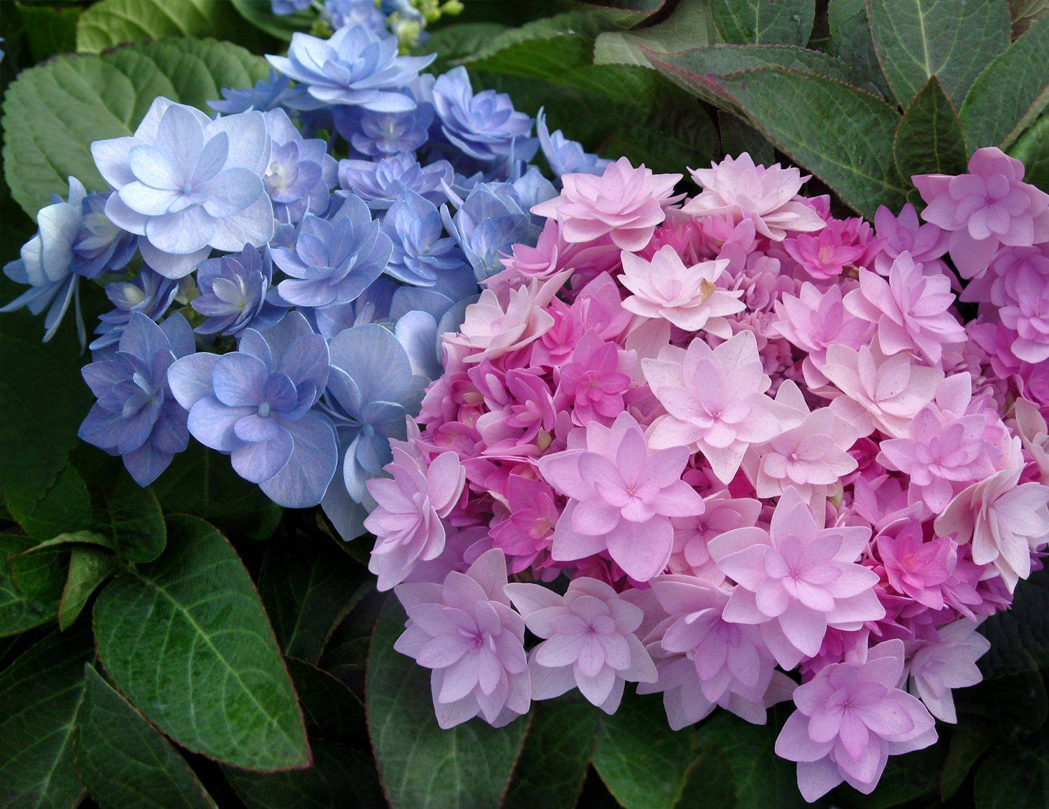 Морозоустойчивые сорта гортензий: какой цветок самый зимостойкий, до 40 градусов, описание сорта и фото