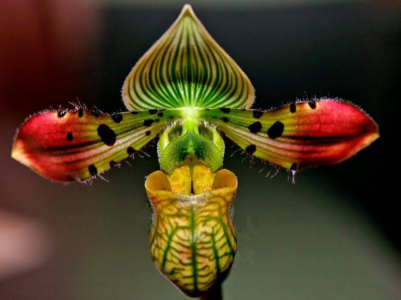 Орхидея пафиопедилум уход в домашних условиях орхидея венерин башмачок пересадка и размножение виды фото