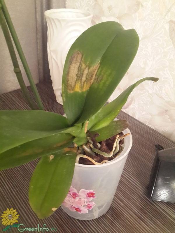 Почему у орхидеи вянут листья: возможные причины, описание с фото, методы устранения проблемы и особенности ухода - sadovnikam.ru