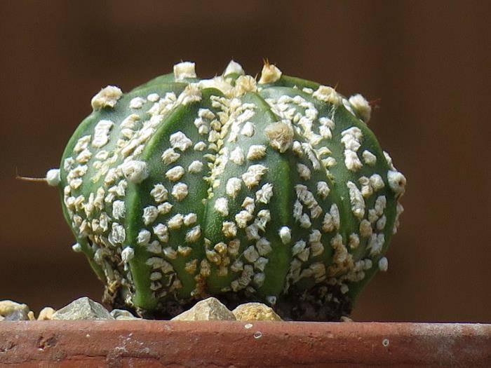 Нюансы ухода за экзотическим мексиканским кактусом — «астрофитум»