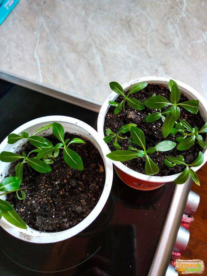 Катарантус из семян в домашних условиях: рекомендации при выборе посевного материала чтобы вырастить цветок, когда и как сеять рассаду, фотодача эксперт