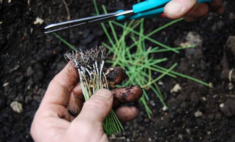 Когда и как сажать декоративный лук, размножение, выращивание в открытом грунте