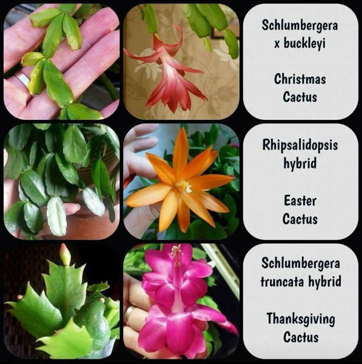 Рипсалидопсис: подбор среды для роста кактуса в комнатных условиях