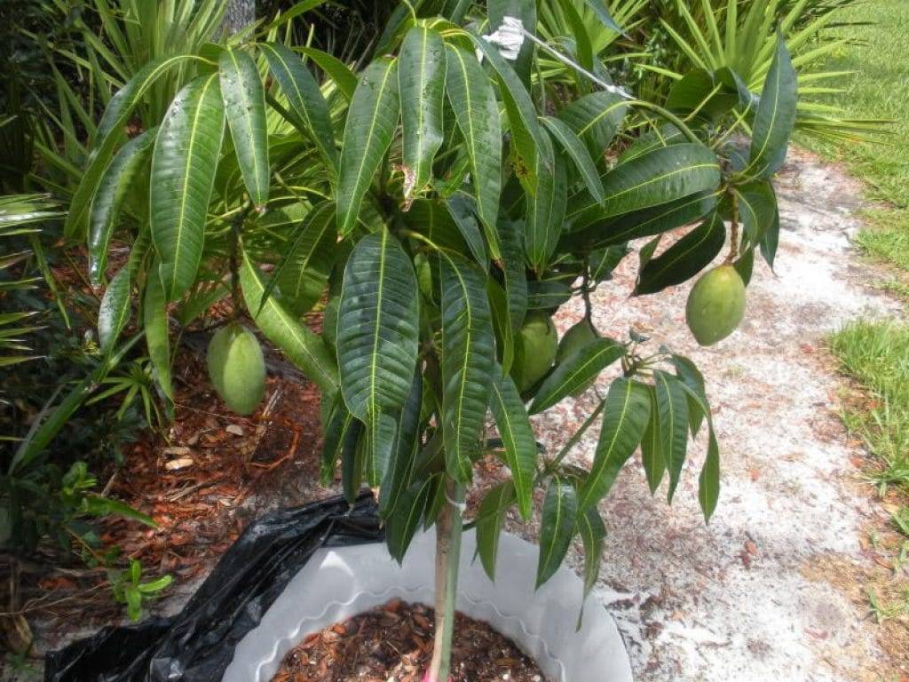 Как вырастить манго из косточки в домашних условиях, посадка и уход