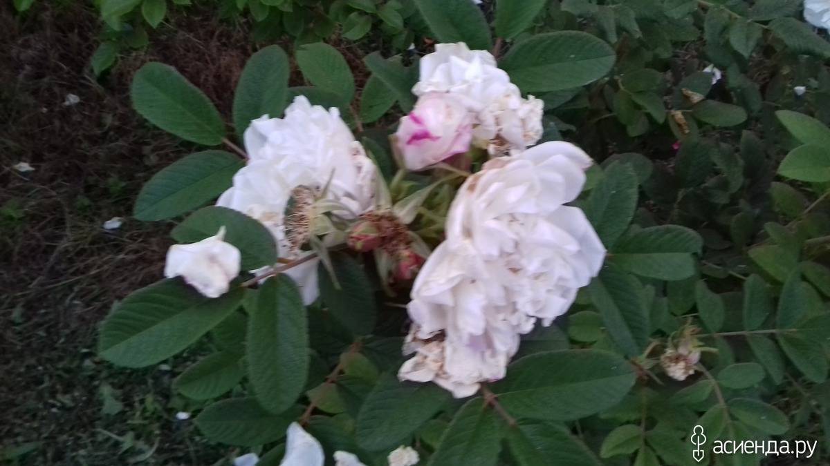 Роза канадская парковая луиза багнет посадка и уход