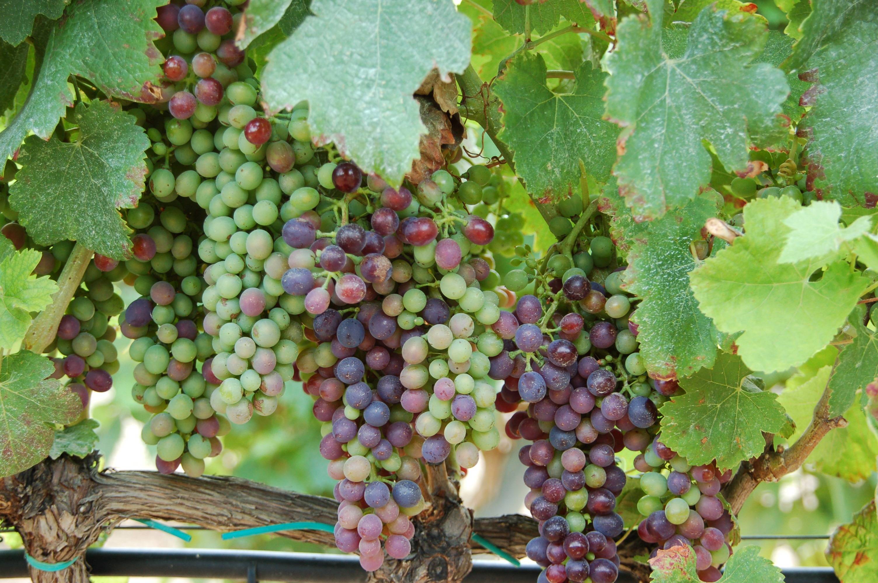 Уход за виноградом весной и летом - 69 фото главных тонкостей ухода