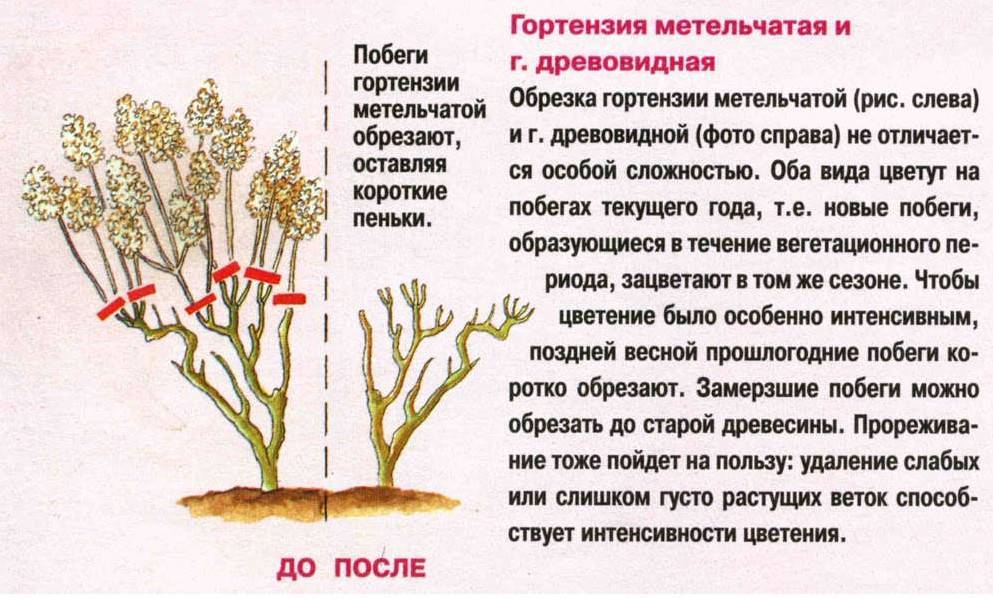 Посадка гортензии весной в открытый грунт: инструкция, отзывы. как посадить гортензию в открытый грунт весной, летом, осенью?