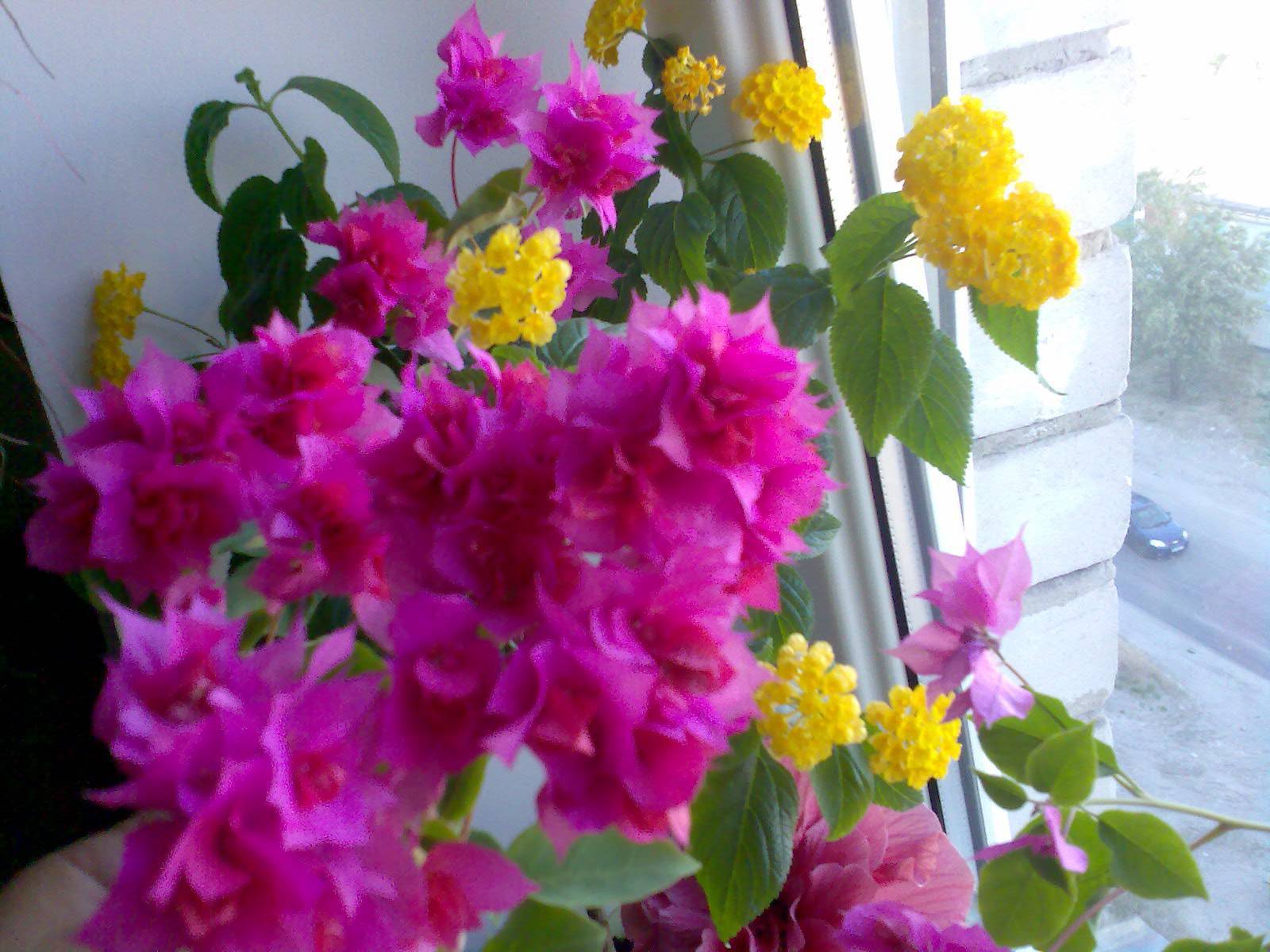 Комнатные цветы которые любят прямые солнечные лучи - огороднику садоводу