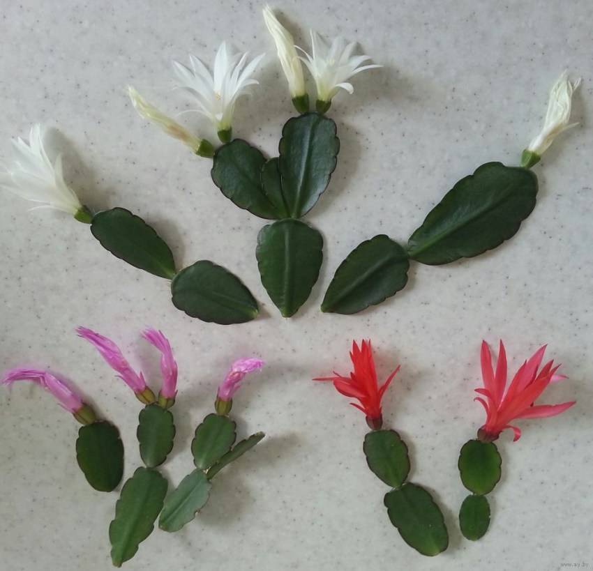 Декабрист — как добиться обильного цветения?