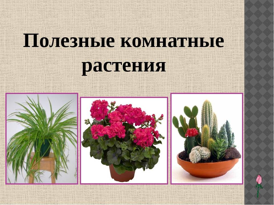 Комнатные цветы, которые должны быть в каждом доме - фото и названия (каталог)