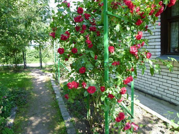 Вьющаяся роза – посадка и уход, правильное выращивание с фото и видео