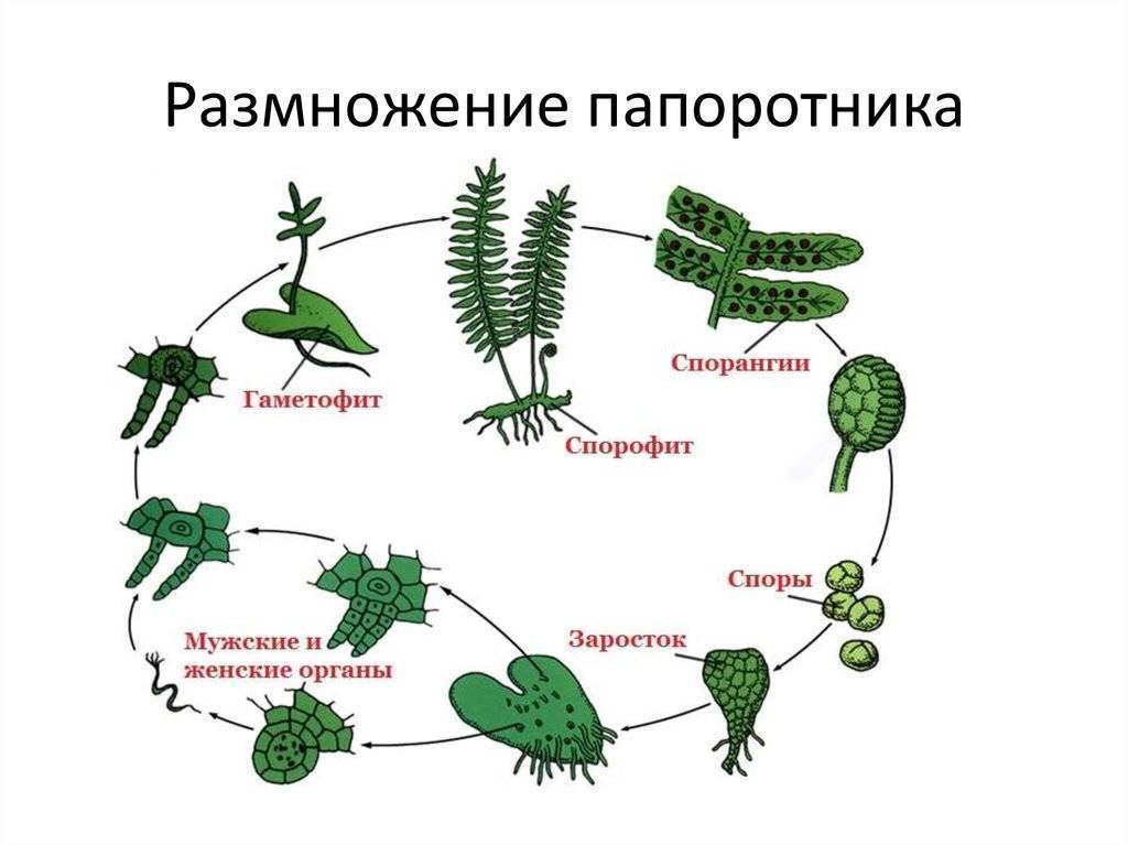 Папоротникообразные растения: характеристика группы, биологическое значение | tvercult.ru