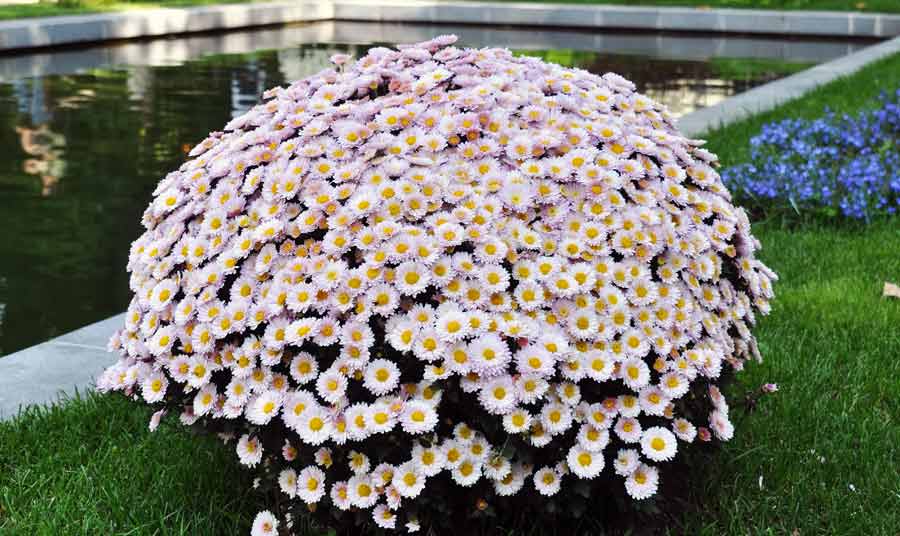 Хризантема ромашковая — что это за цветок