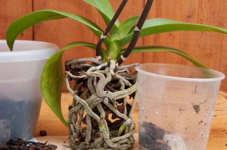 Как посадить орхидею selo.guru — интернет портал о сельском хозяйстве