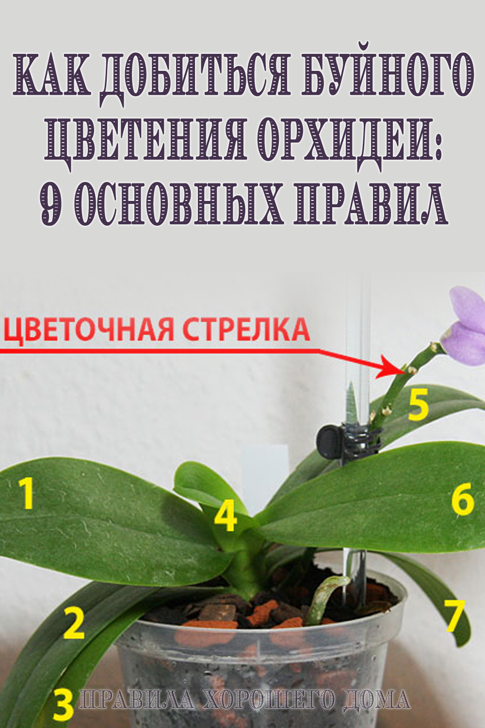 Значение цветов орхидеи: что означает этот цветок, стоящий в доме и в подарок женщине, какой цвет что обозначает на языке цветов, история его происхождения