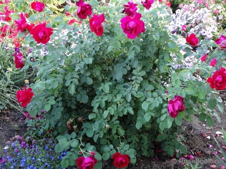 Выращивание сортовой розы катберт грант: уход за канадской парковой культурой