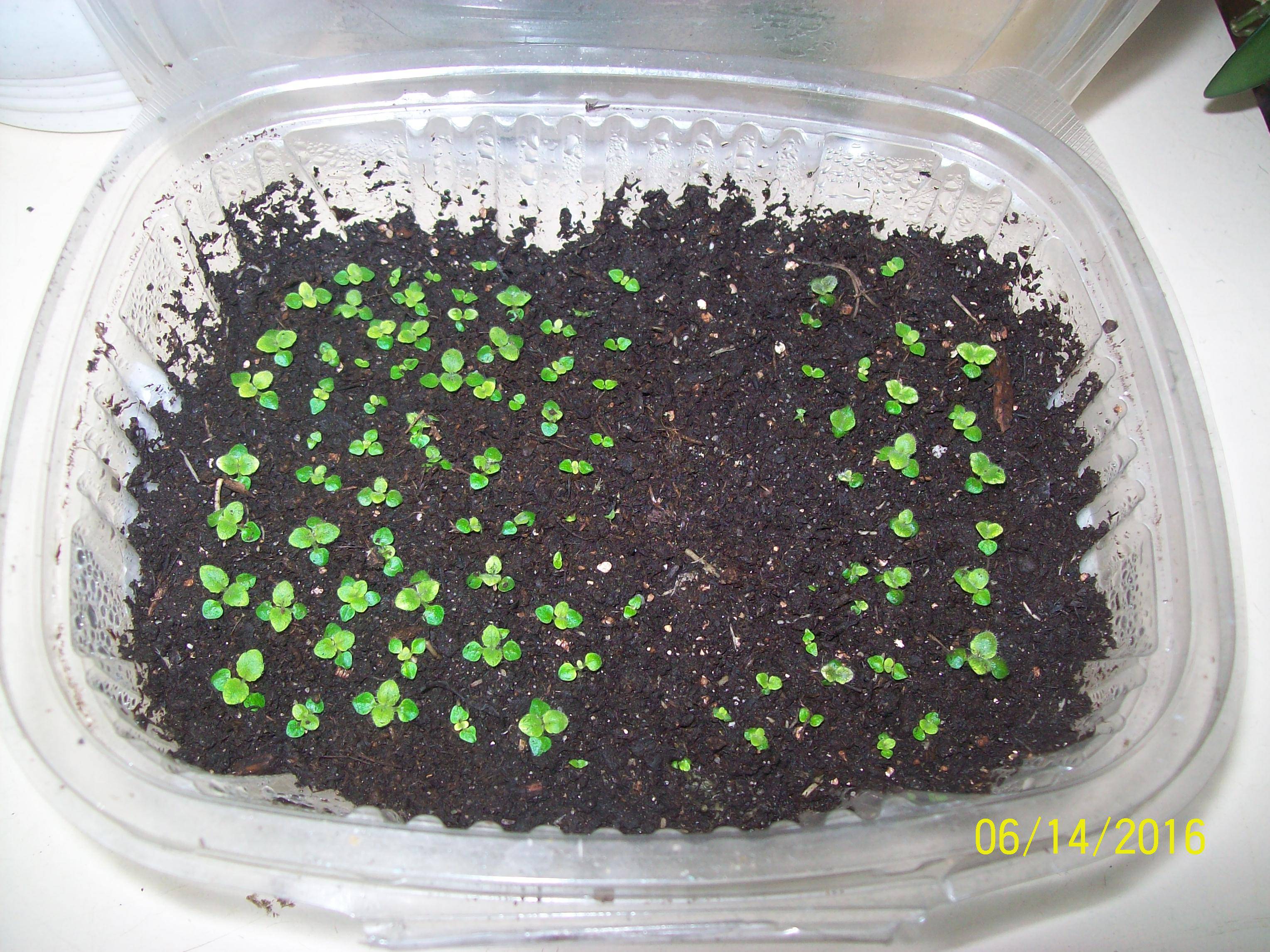 Глоксиния - тонкости выращивания из семян в домашних условиях | огородник
