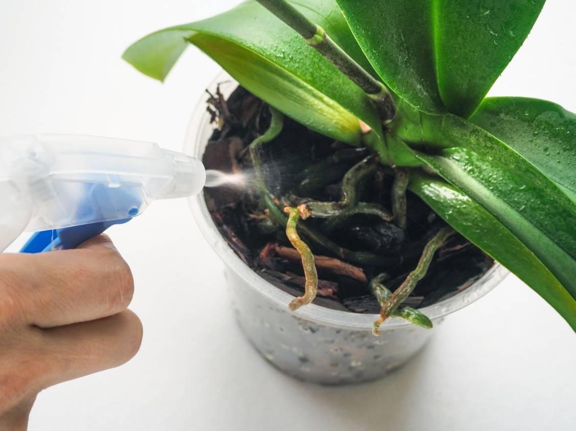 Реанимация фаленопсиса без корней: как оживить орхидею в домашних условиях: видео о том, что и как нужно делать, чтобы спасти растение без листьев
