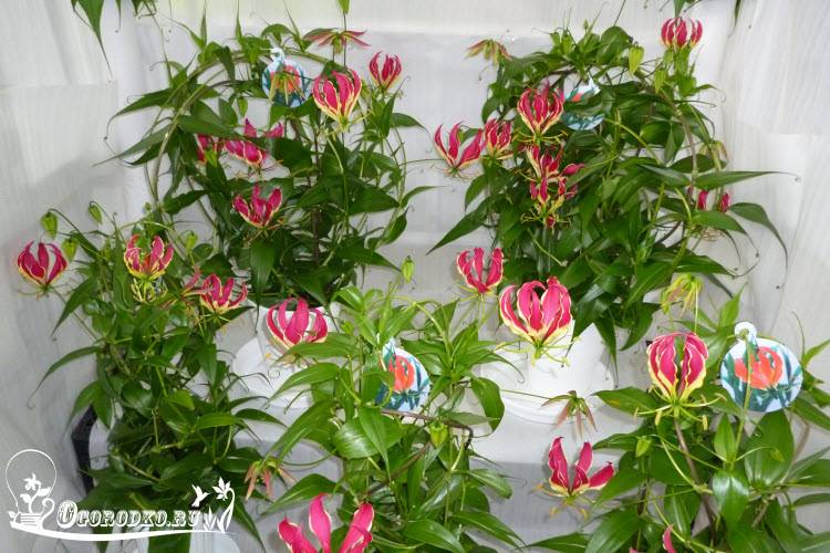 Цветок глориоза - фото, посадка, выращивание и уход за комнатным растением