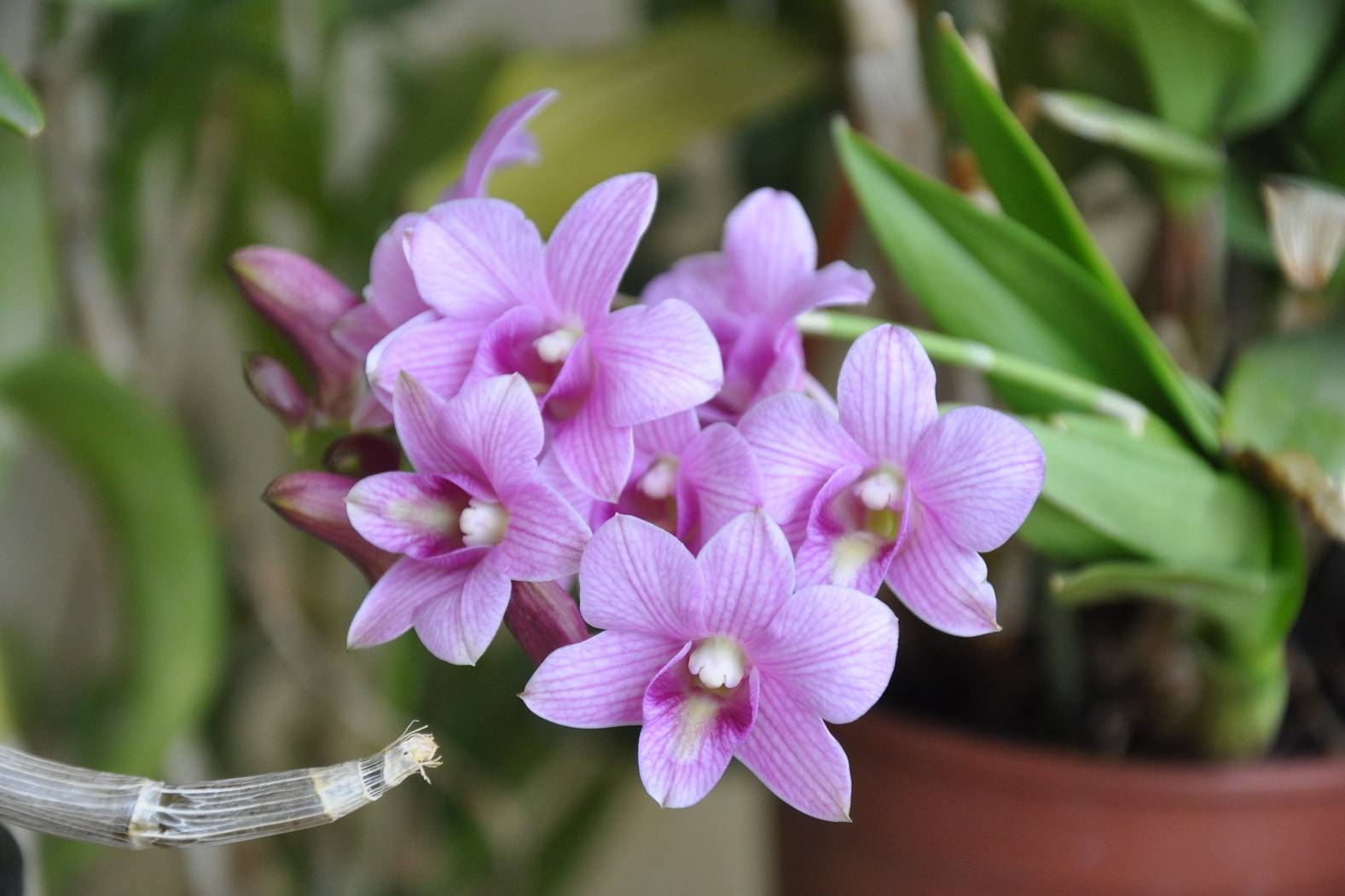 Дендробиум фаленопсис (древовидные орхидеи): фото цветоноса и уход в домашних условиях, а также существование в дендрарии