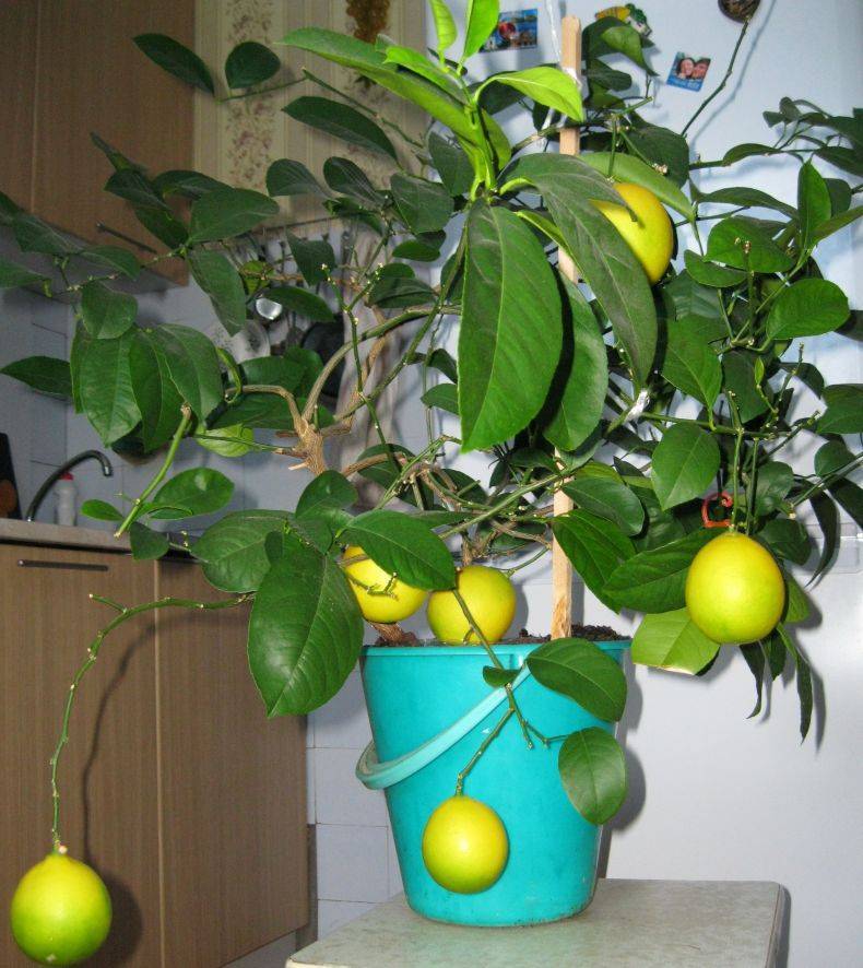 Знайте все о комнатном лимоне и условиях его выращивания в домашних условиях