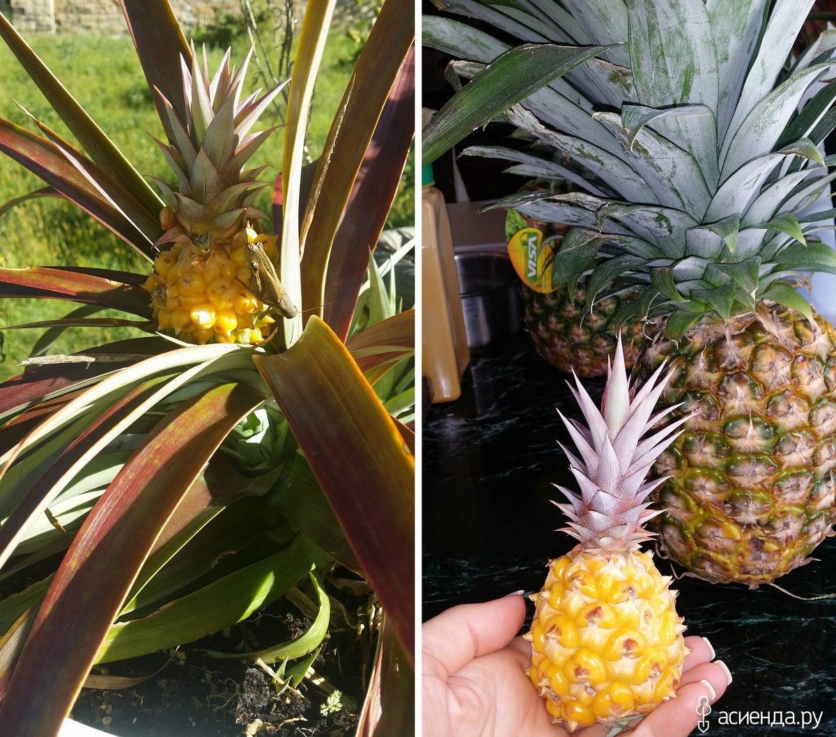 Как вырастить ананас в домашних условиях: из верхушки, семян
