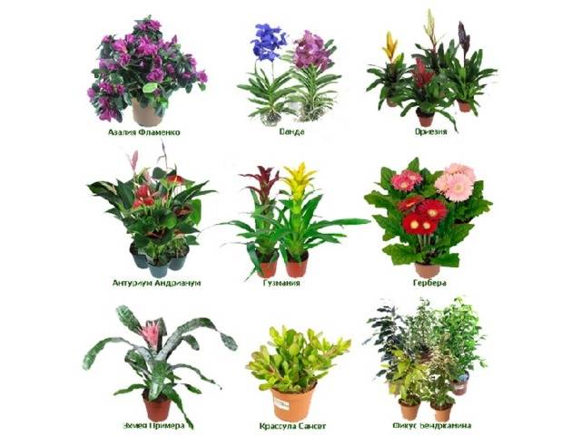 Нецветущие комнатные растения — фото и названия