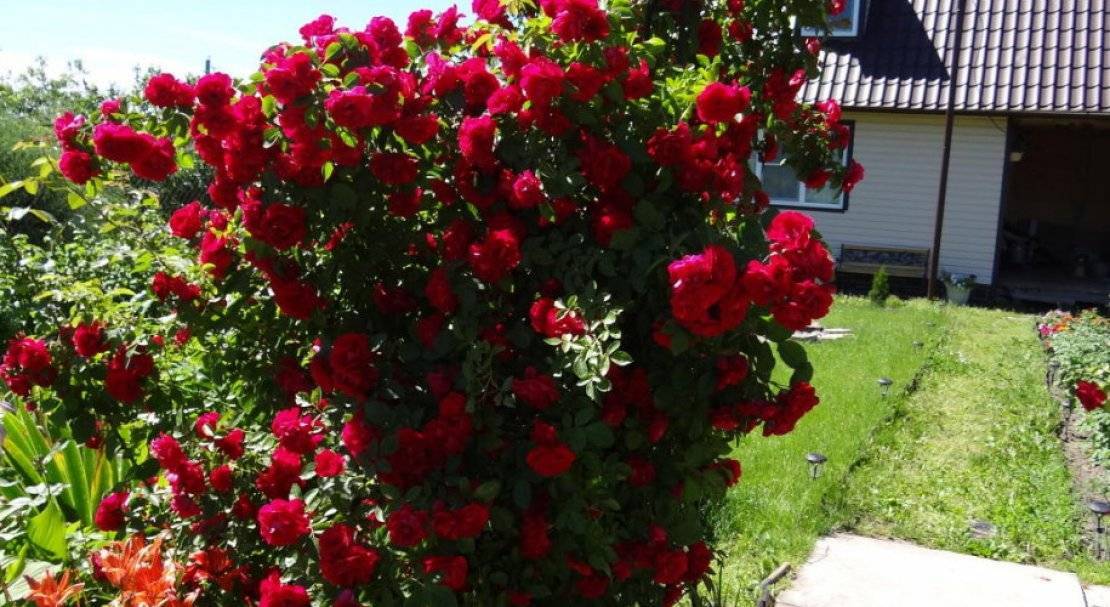 Роза фламментанц (flammentanz) — посадка и уход, как обрезать после цветения