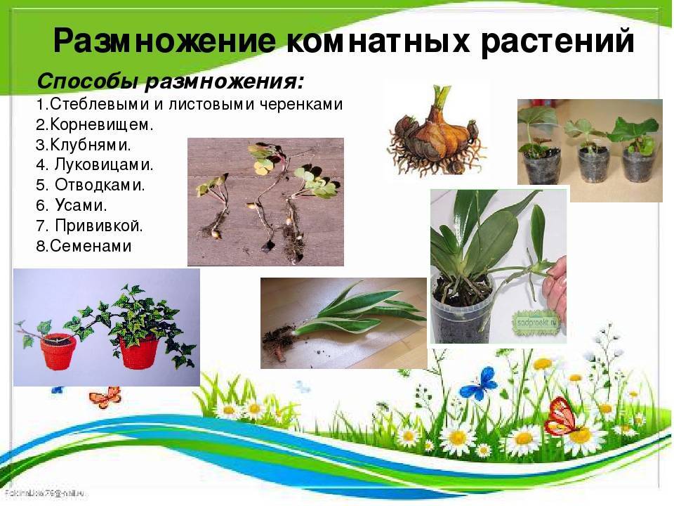 Белопероне (комнатное растение): уход в домашних условиях, фото, размножение, виды