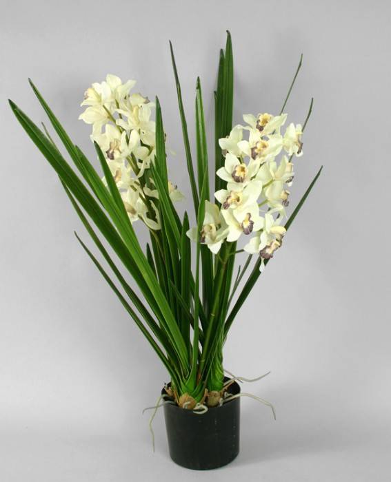 Необычный сорт орхидеи цимбидиум: особенности выращивания в домашних условиях