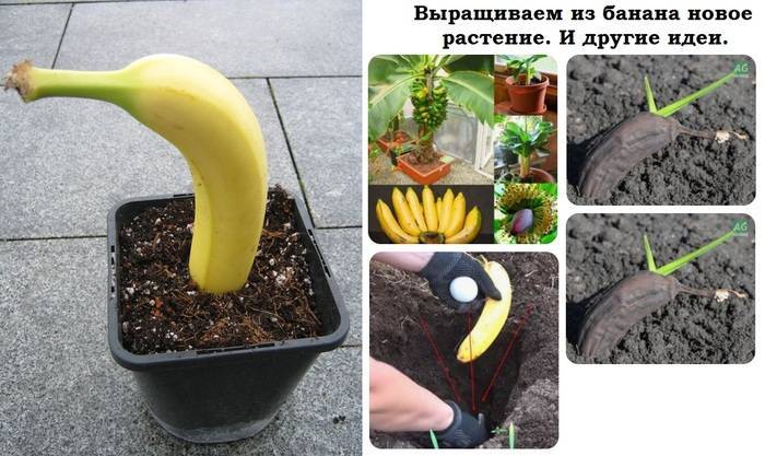 Как эффективно выращивать бананы в открытом грунте