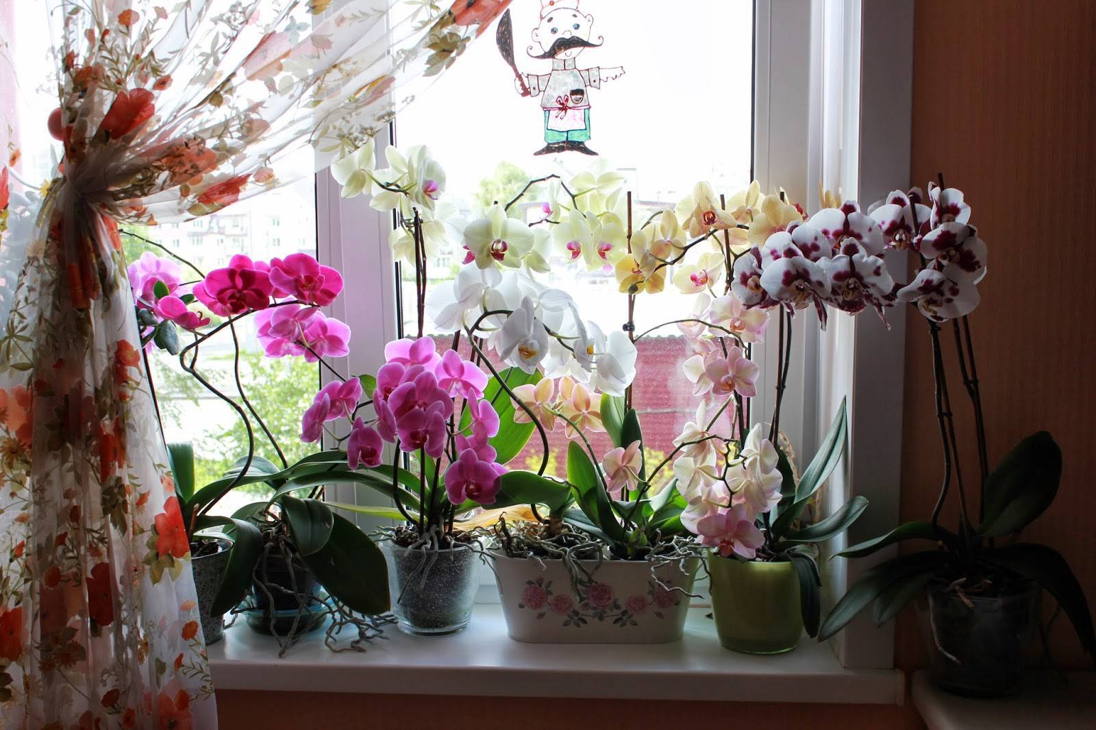 Можно ли ставить орхидею в спальне - pocketflowers.ru