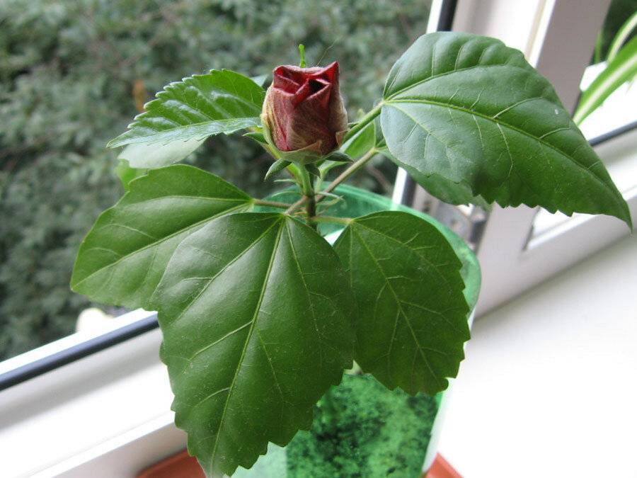 Каменная роза: как вырастить необычный цветок у себя дома