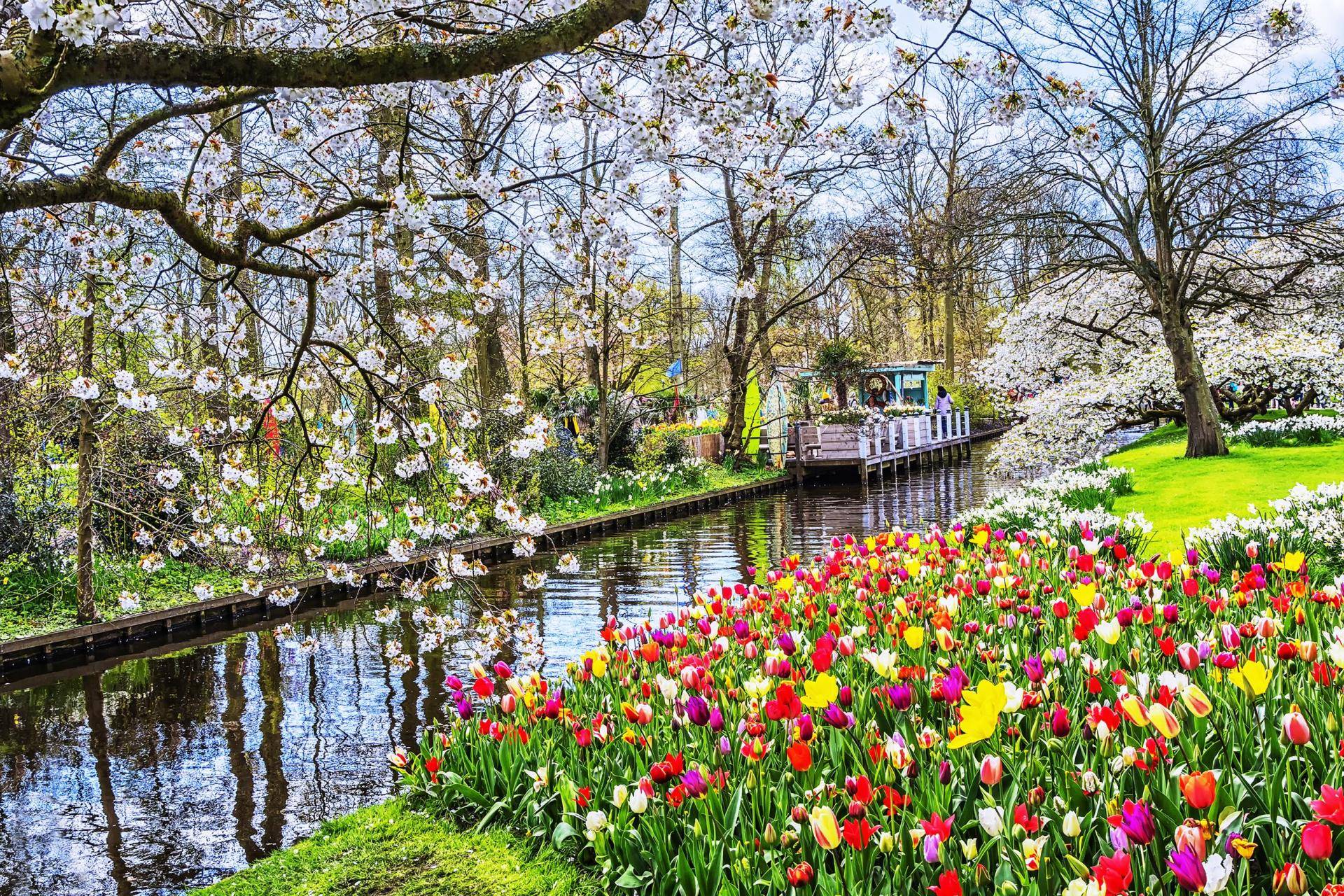 Парк цветов кёкенхоф в нидерландах | билеты в парк тюльпанов