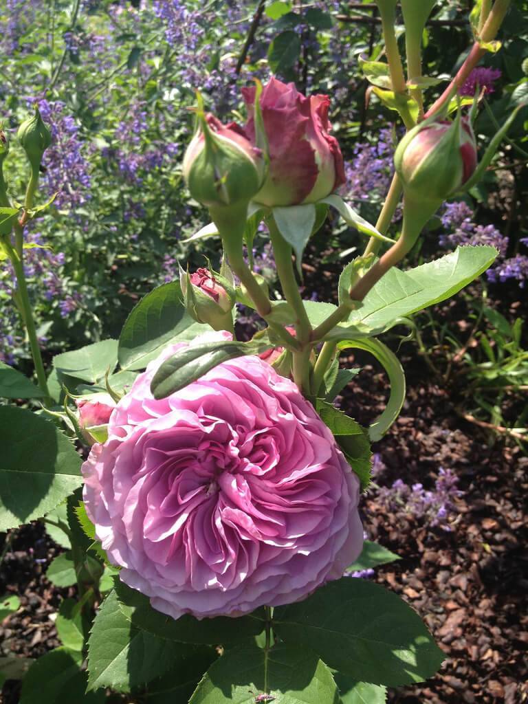 Лавандер дрим роза - описание сорта, награды, условия выращивания