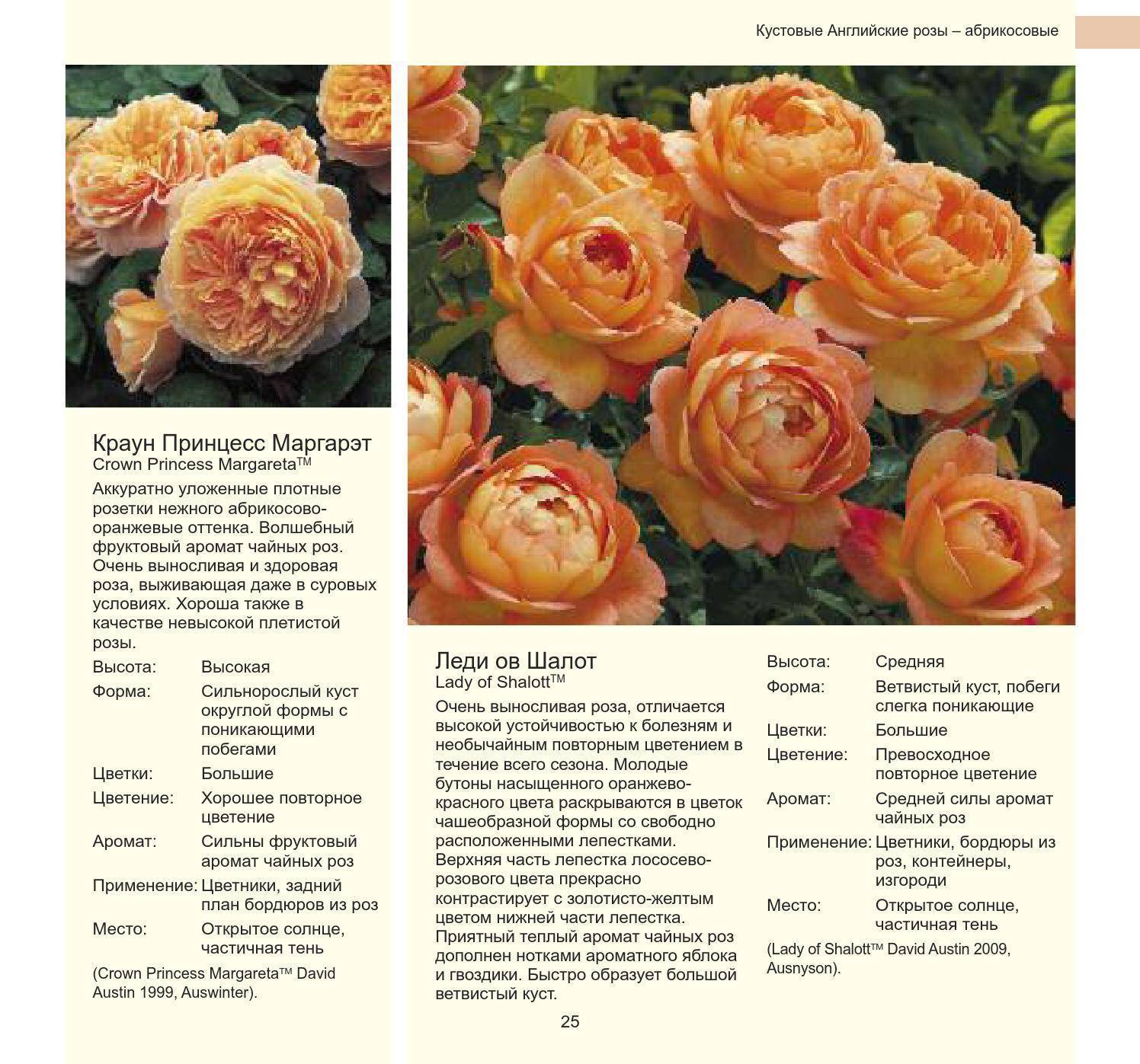 Английские розы дэвида остина и их сорта